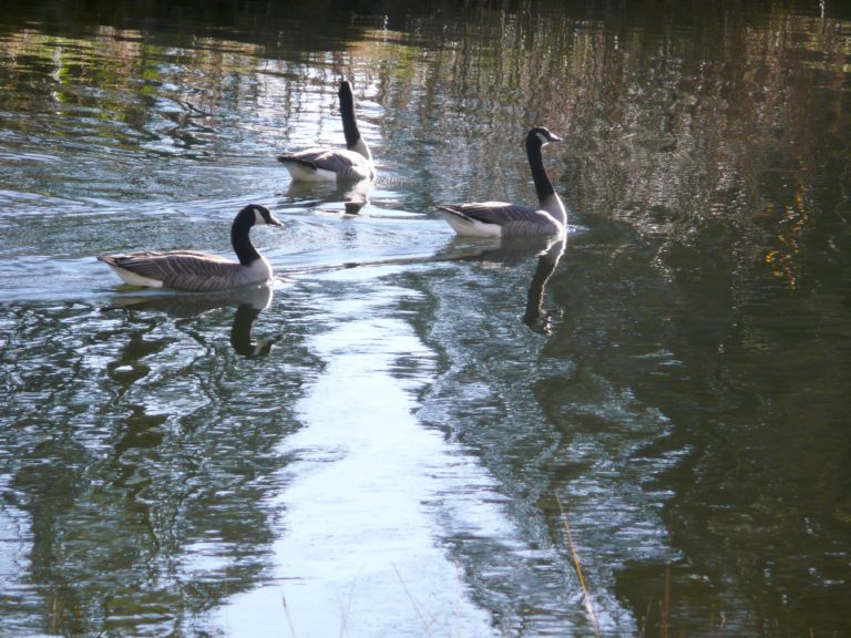 Geese on Pond